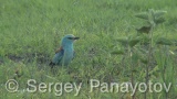 Video of European Roller - European Roller hunting insects in field near to Shabla lake in nest period <a href=